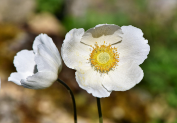 Hải quỳ, anemones, hoa, màu trắng, hoa nở, thực vật, white, flower, white flower - Ralphs_Fotos