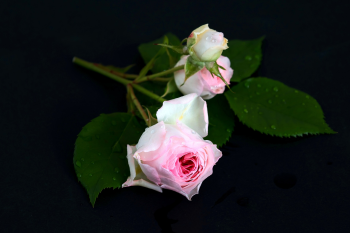 Hoa hồng, rose, màu hồng, hoa nở, thực vật, pink, flower, pink flower, blooming, plant- Tho-Ge 3