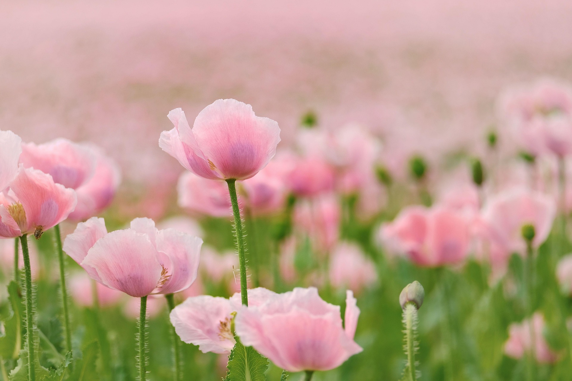 Hoa Anh Túc, poppy, hoa, màu hồng, hoa nở, thực vật, pink, flower, pink flower - shogun
