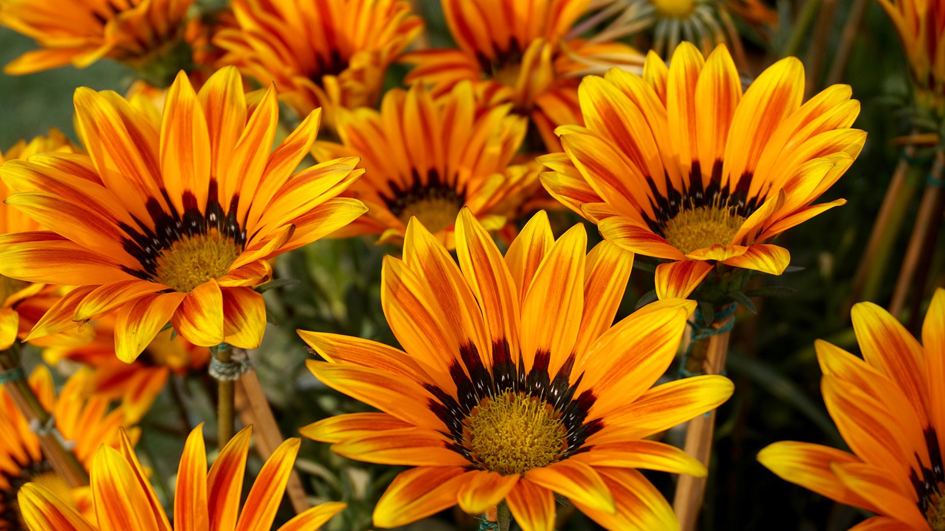 Hoa cúc, màu cam, hoa nở, thực vật, daisy, orange, flower, orange flower, blooming, plant - Pexels 2