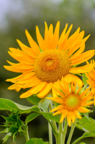 Hoa hướng dương, Sunflower, hoa, màu vàng, hoa nở, thực vật, yellow,flower, yellow, flower-phamthe113