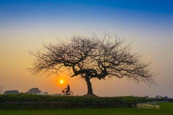 Cây, cánh đồng, hoàng hôn, trees, fields, sunset - dangquangn