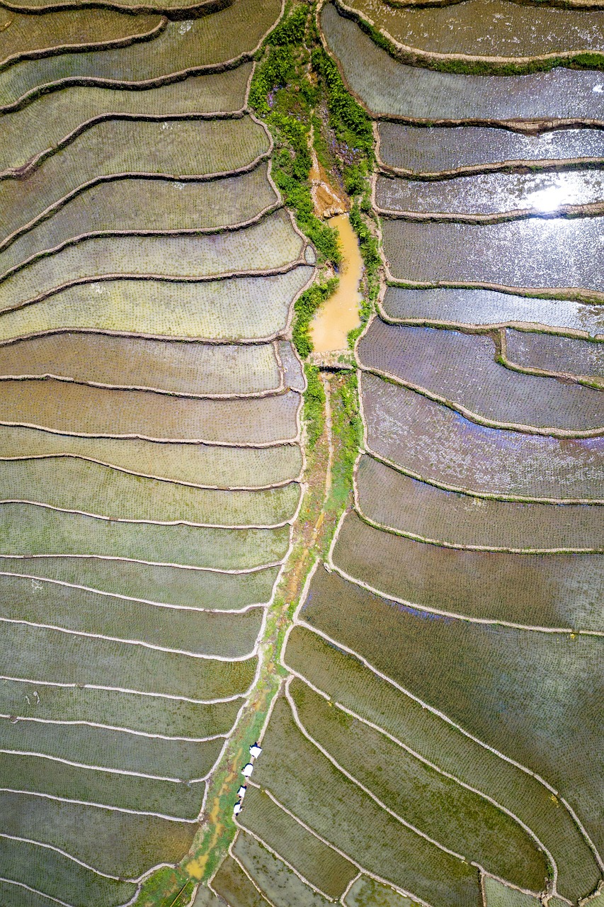 Ruộng, ruộng bậc thang, rice fields, terraced fields- dangquangn