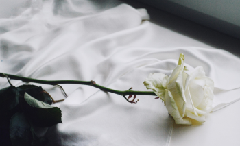 Hoa hồng, rose, hoa, màu trắng, hoa nở, thực vật, white, flower, white flower -TinaDemyanchuk