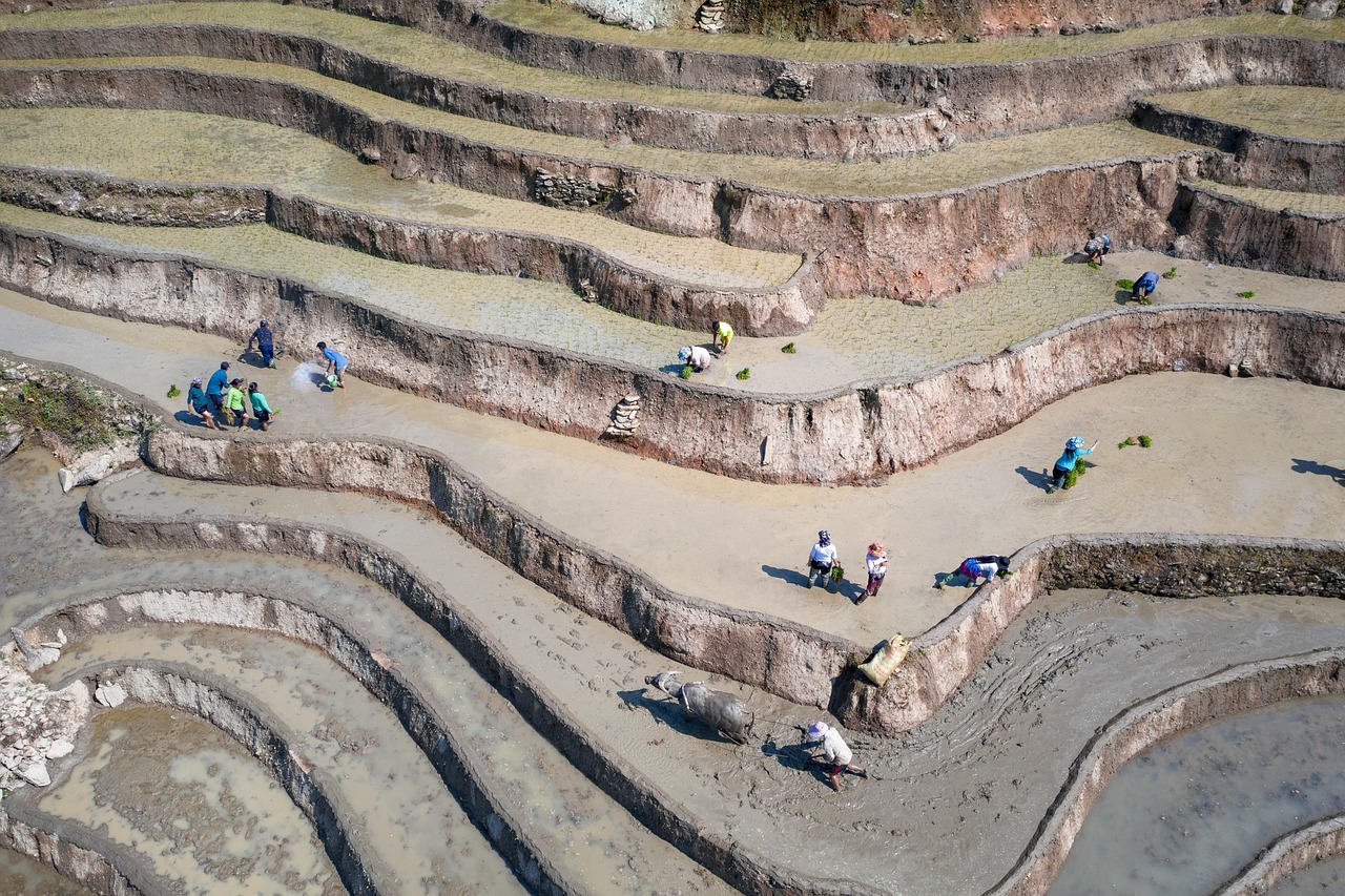 Ruộng, ruộng bậc thang, rice fields, terraced fields- dangquangn 1