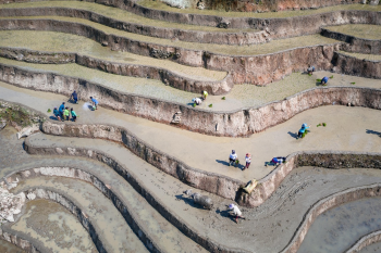 Ruộng, ruộng bậc thang, rice fields, terraced fields- dangquangn 1