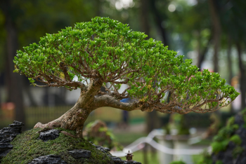 Cây, tree, bonsai, thực vật, plants-TieuBaoTruong 2