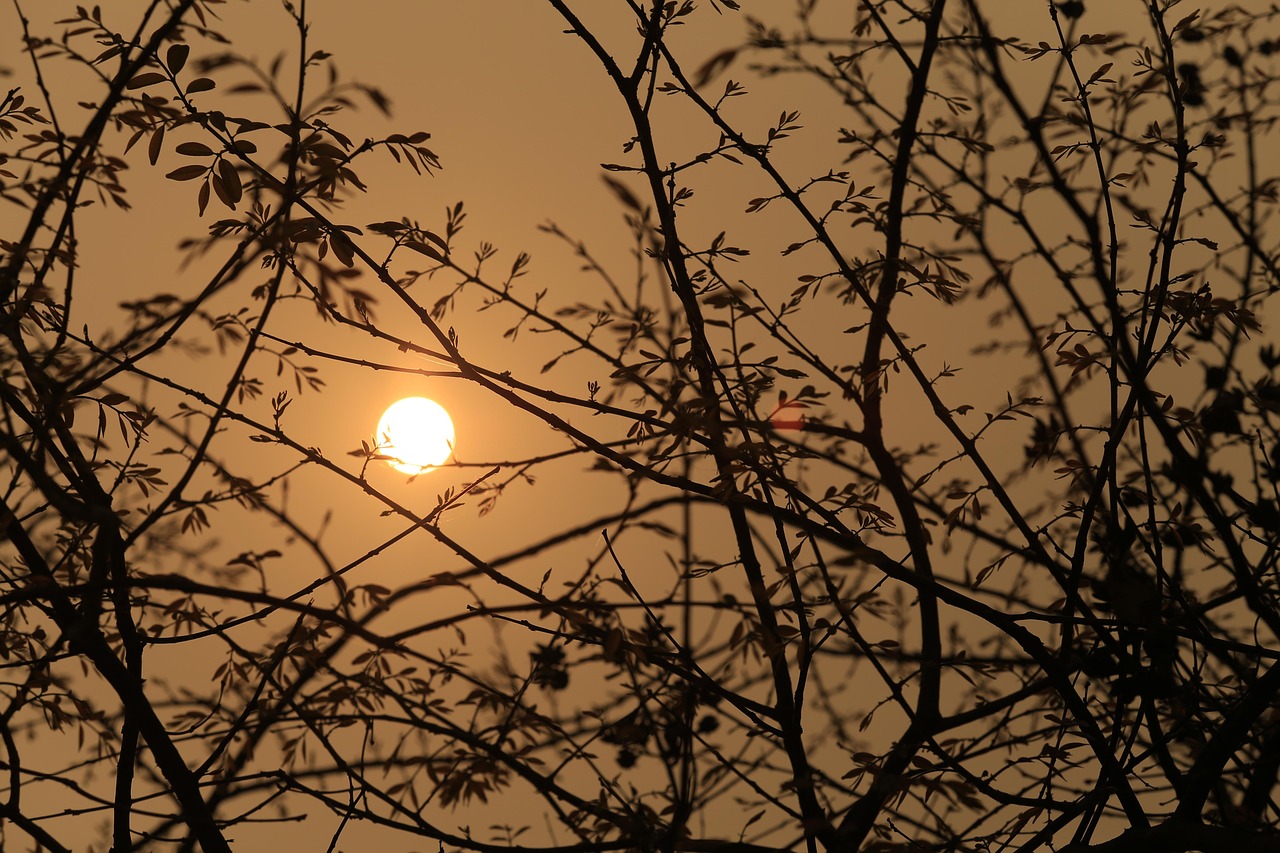 Trăng, cây, màn đêm, đêm, moon, tree, night- CUONG_ART