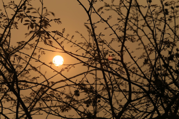 Trăng, cây, màn đêm, đêm, moon, tree, night- CUONG_ART