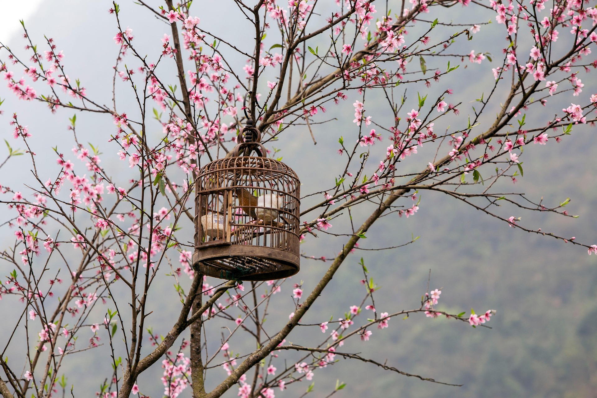 Lồng chim, hoa, hoa anh đào, bird cage, flowers, cherry blossoms- CUONG_ART