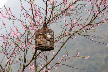 Lồng chim, hoa, hoa anh đào, bird cage, flowers, cherry blossoms- CUONG_ART