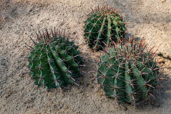 Xương rồng, thực vật, vườn cây, cactus, plants, garden-TieuBaoTruong
