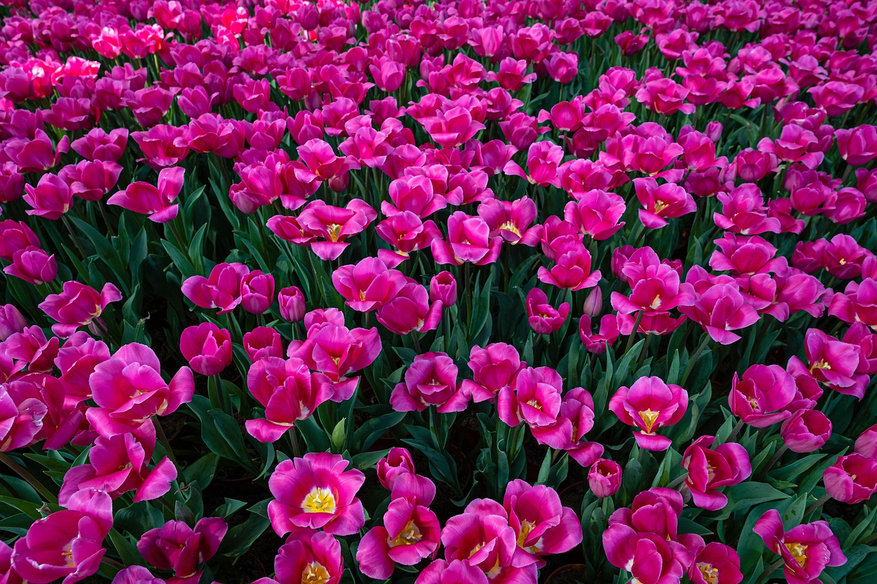 Tulip, hoa, màu hồng, hoa nở, thực vật, pink, flower, pink flower-TieuBaoTruong