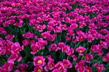 Tulip, hoa, màu hồng, hoa nở, thực vật, pink, flower, pink flower-TieuBaoTruong
