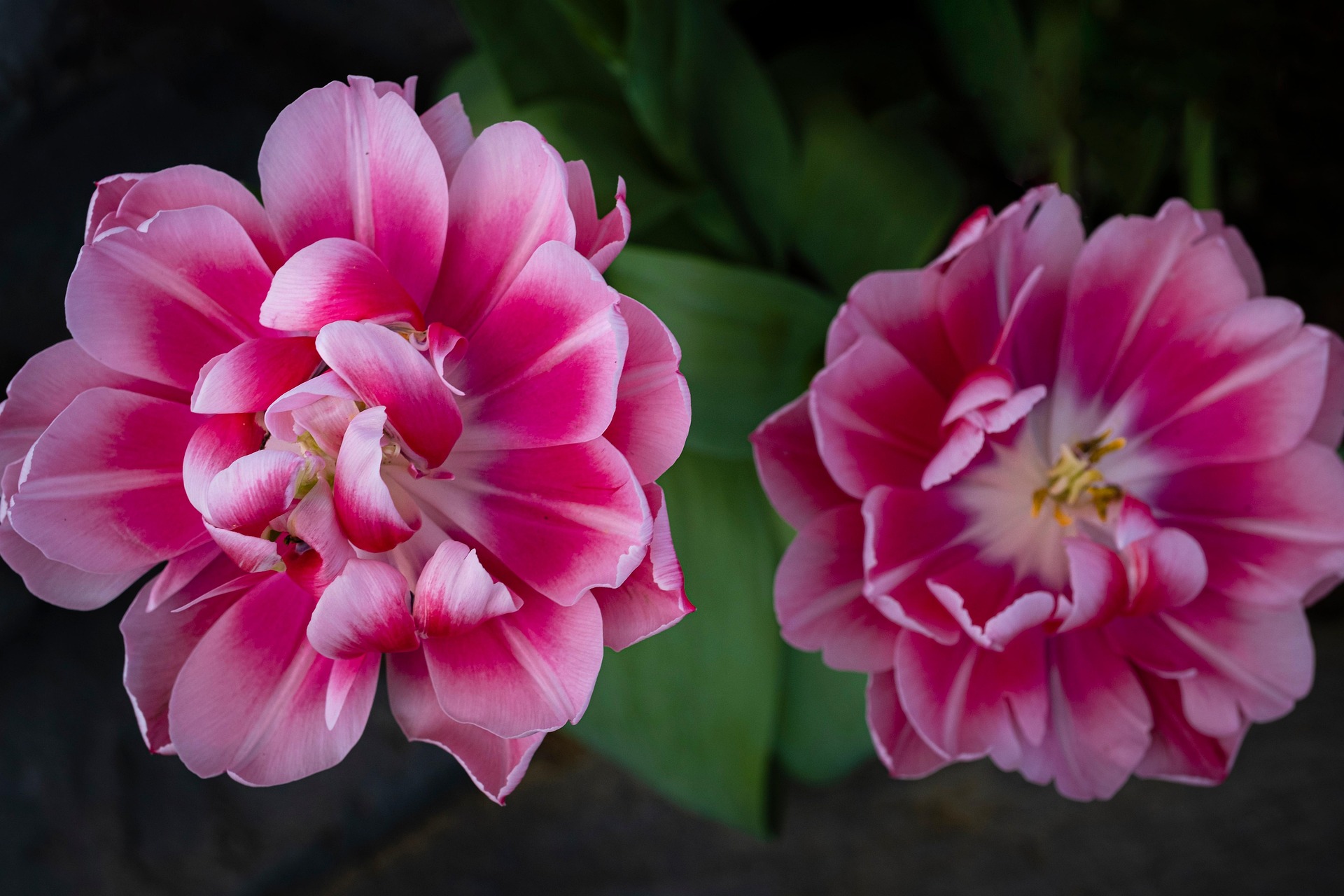 Tulip, hoa, màu hồng, hoa nở, thực vật, pink, flower, pink flower-TieuBaoTruong 2
