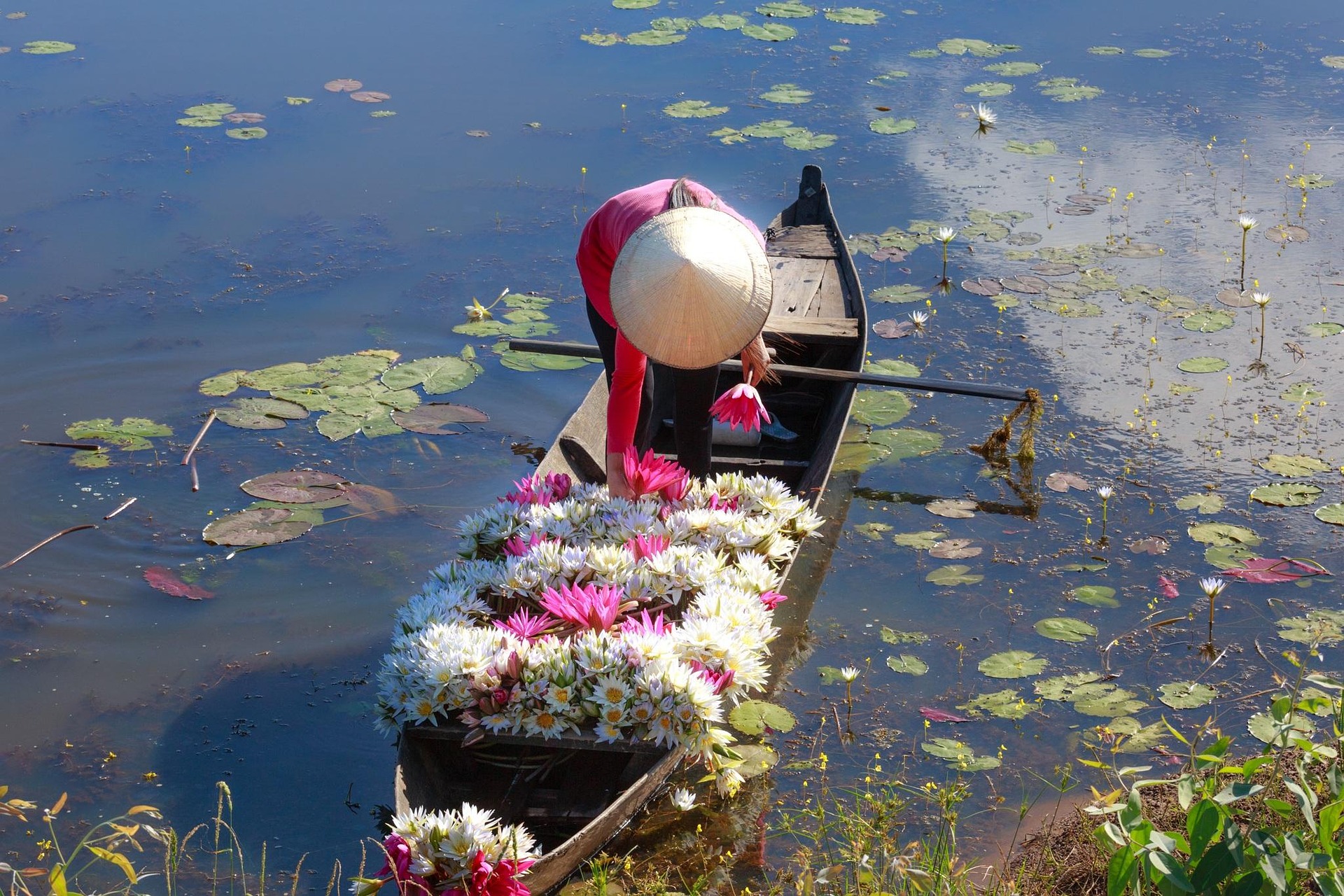 Hoa súng, xuồng gỗ, hái hoa, water lily, wooden boat, flower picking - Quangpraha 3