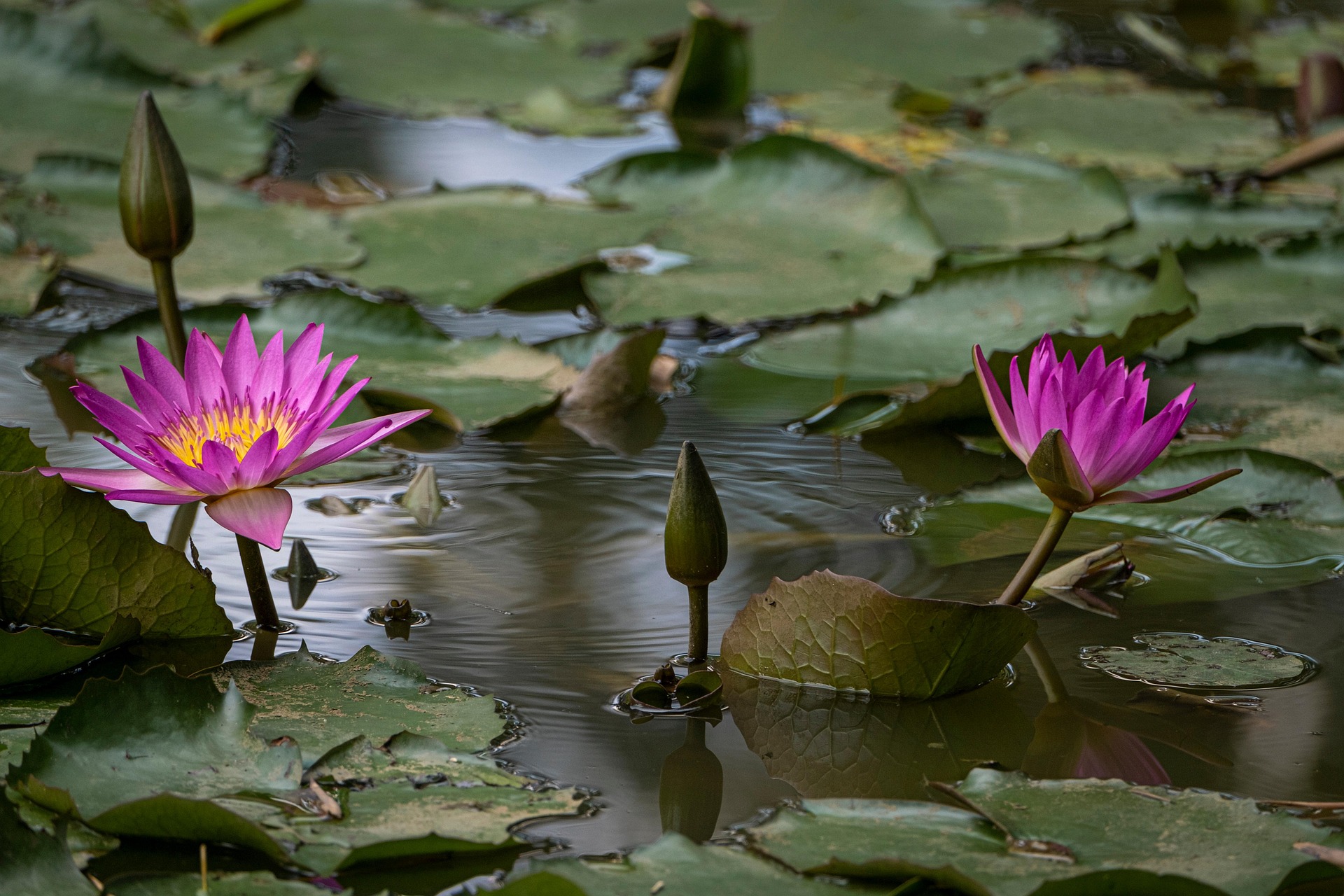 Hoa sen, lotus, hoa, màu hồng, hoa nở, thực vật, pink, flower, pink flower-TieuBaoTruong 11