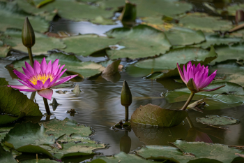 Hoa sen, lotus, hoa, màu hồng, hoa nở, thực vật, pink, flower, pink flower-TieuBaoTruong 11