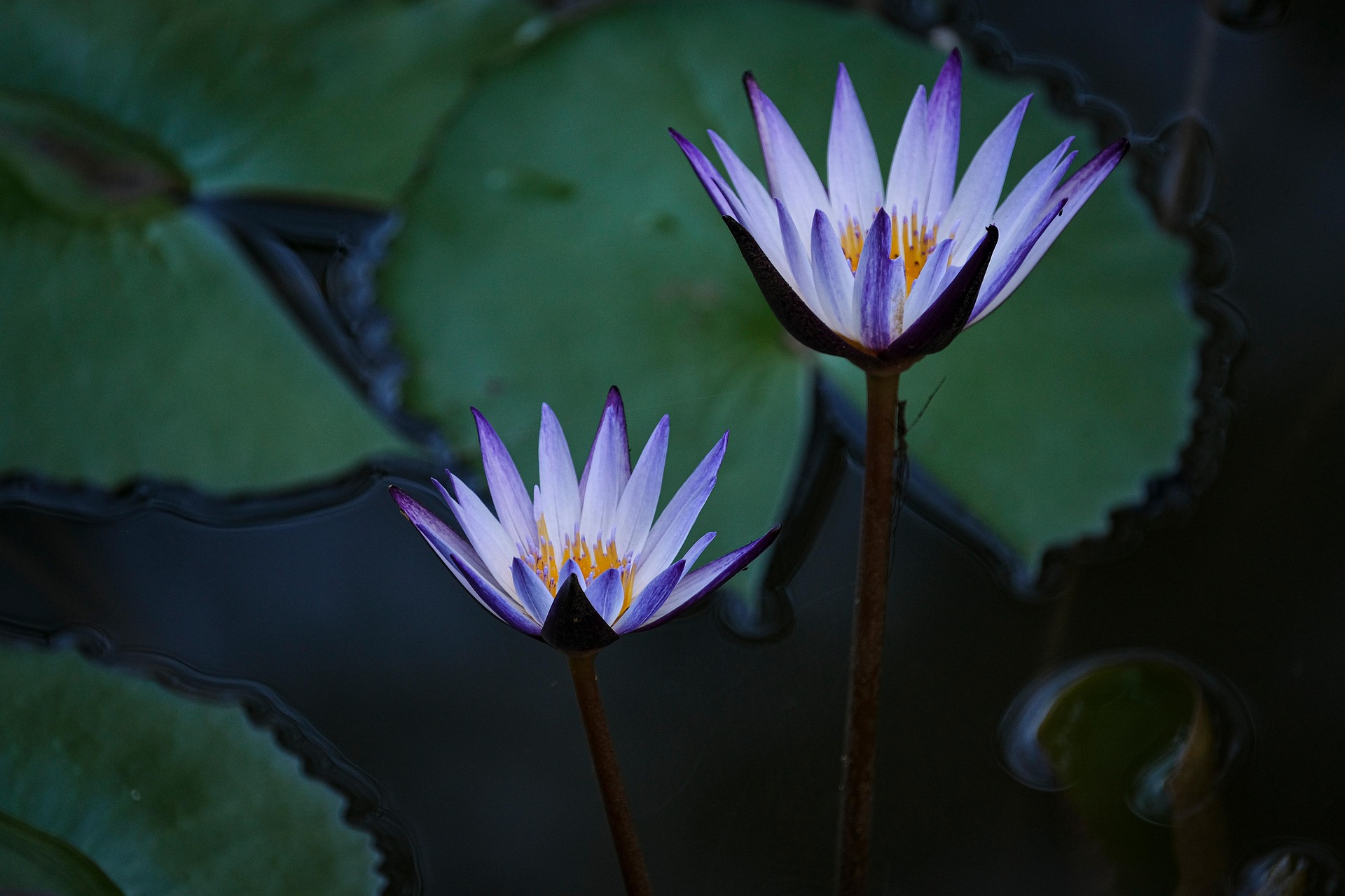 Hoa súng, water lily, màu tím, hoa nở, thực vật,  purple, flower,  purple flower-TieuBaoTruong 6
