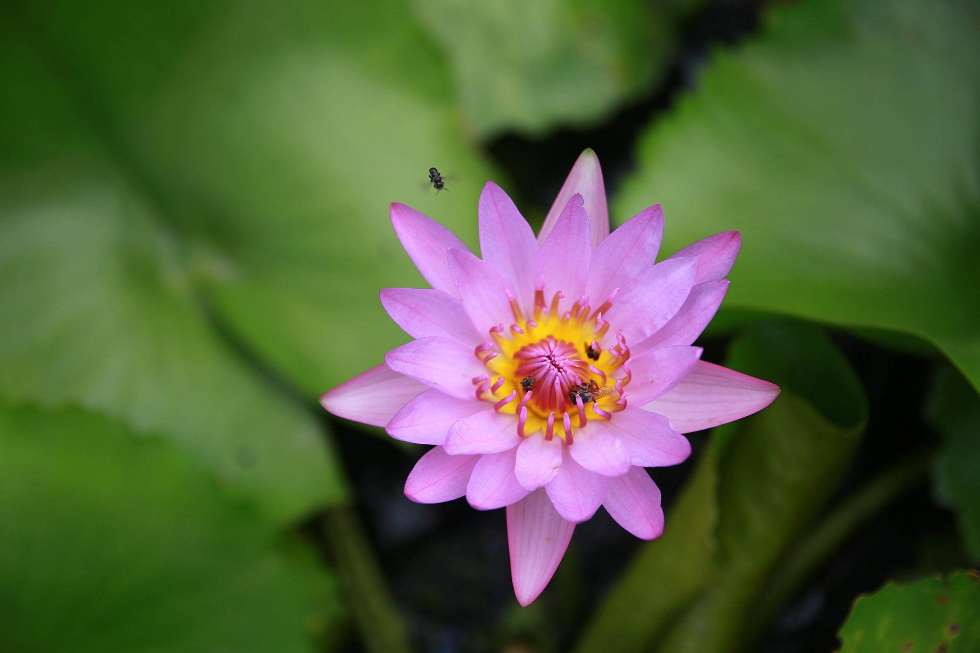 Bông súng, hoa, màu tím, hoa nở, thực vật, water lily, flower, purple flower, blooming, plant - Pexels 13