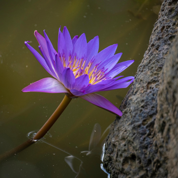 Hoa súng, water lily, màu tím, hoa nở, thực vật,  purple, flower,  purple flower-TieuBaoTruong 7