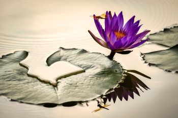 Hoa súng, water lily, màu tím, hoa nở, thực vật,  purple, flower,  purple flower-TieuBaoTruong 8