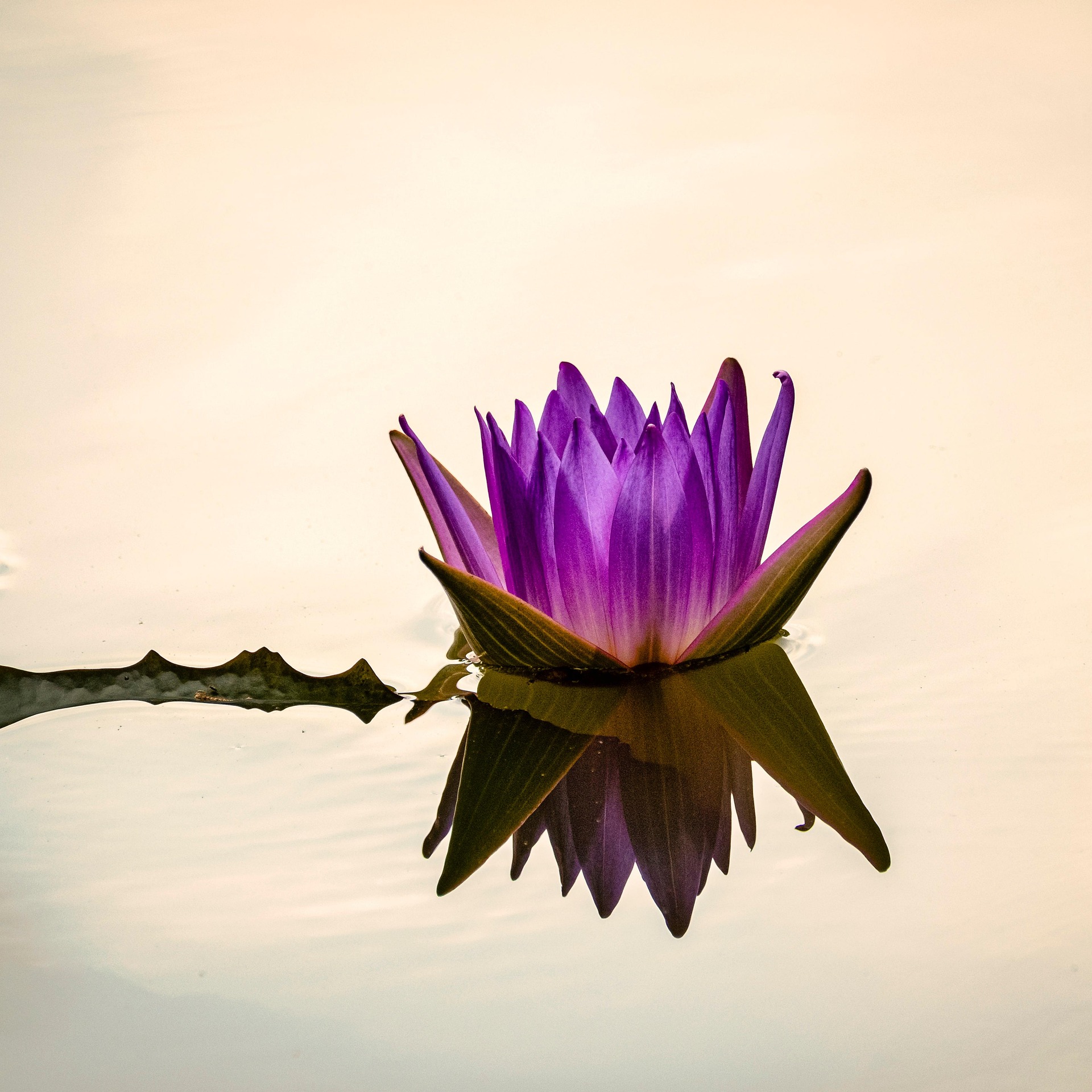 Hoa súng, water lily, màu tím, hoa nở, thực vật,  purple, flower,  purple flower-TieuBaoTruong 9