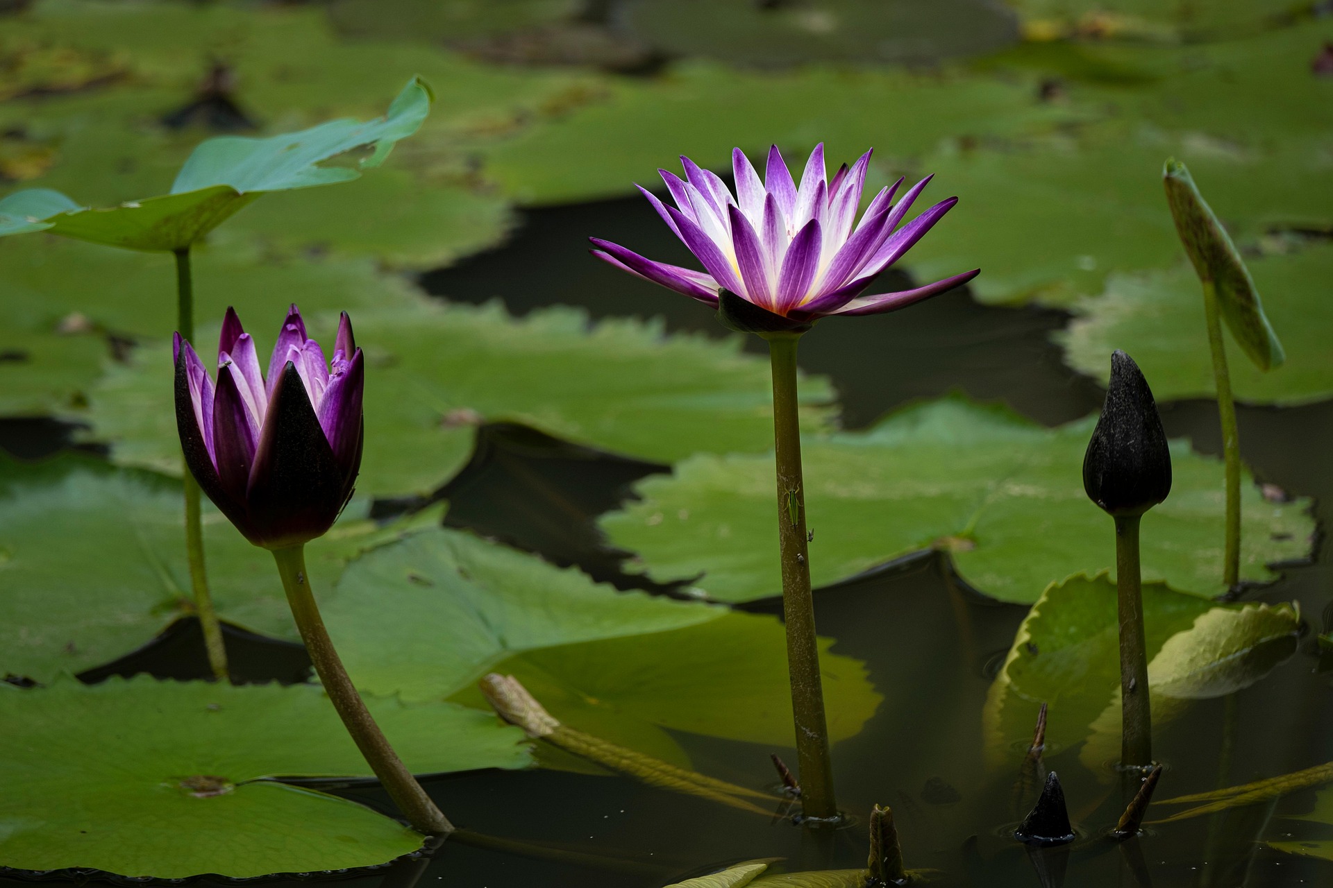 Hoa súng, water lily, màu tím, hoa nở, thực vật,  purple, flower,  purple flower-TieuBaoTruong 10