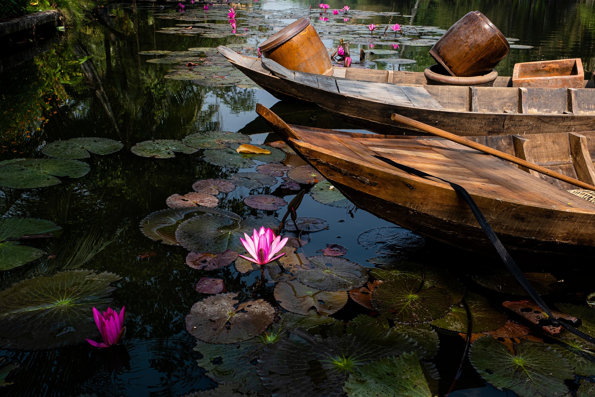 Hoa súng, water lily, màu tím, hoa nở, thực vật,  purple, flower,  purple flower-TieuBaoTruong 11