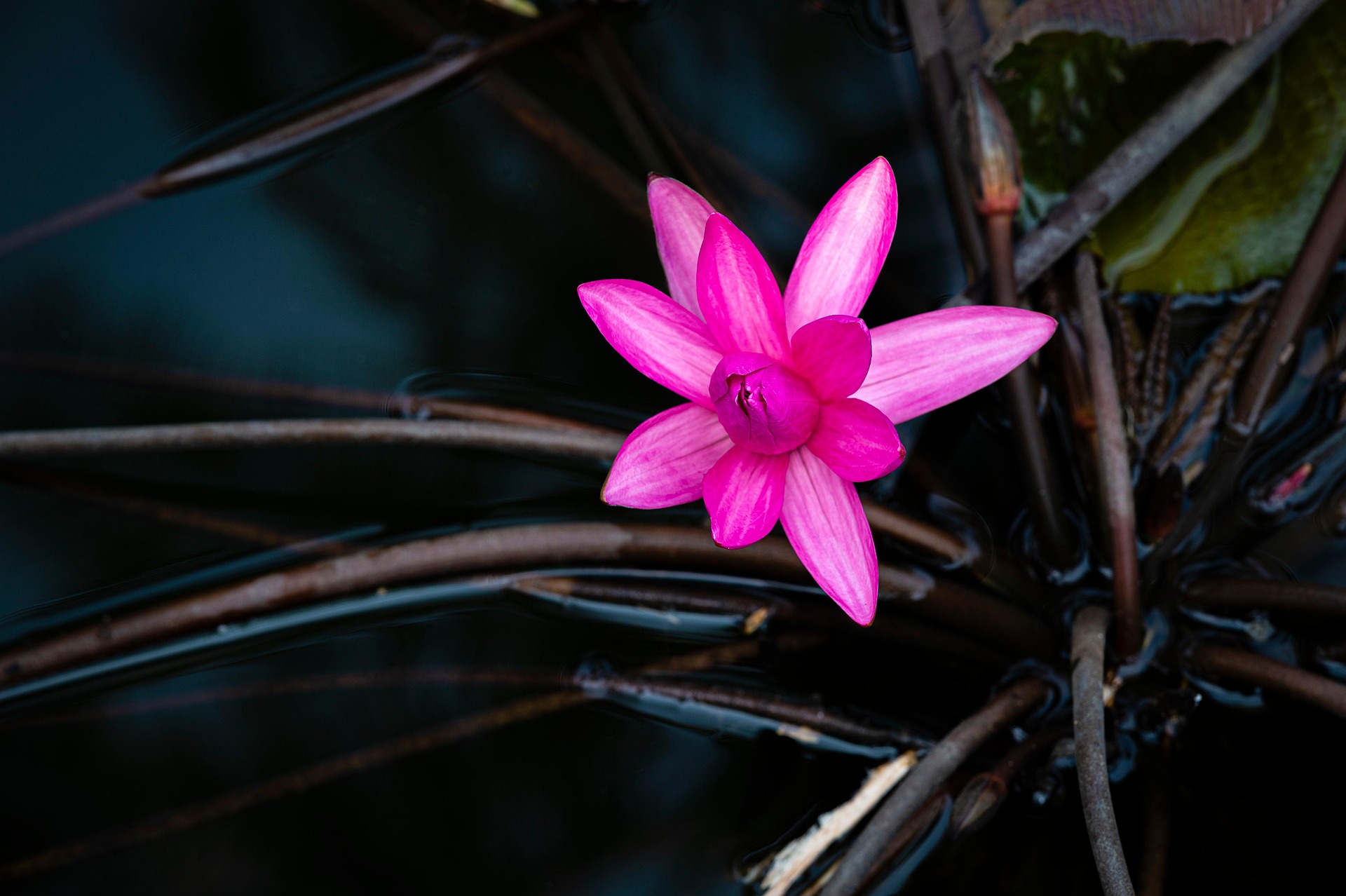Hoa sen, lotus, hoa, màu hồng, hoa nở, thực vật, pink, flower, pink flower-TieuBaoTruong 12