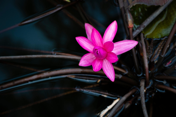 Hoa sen, lotus, hoa, màu hồng, hoa nở, thực vật, pink, flower, pink flower-TieuBaoTruong 12