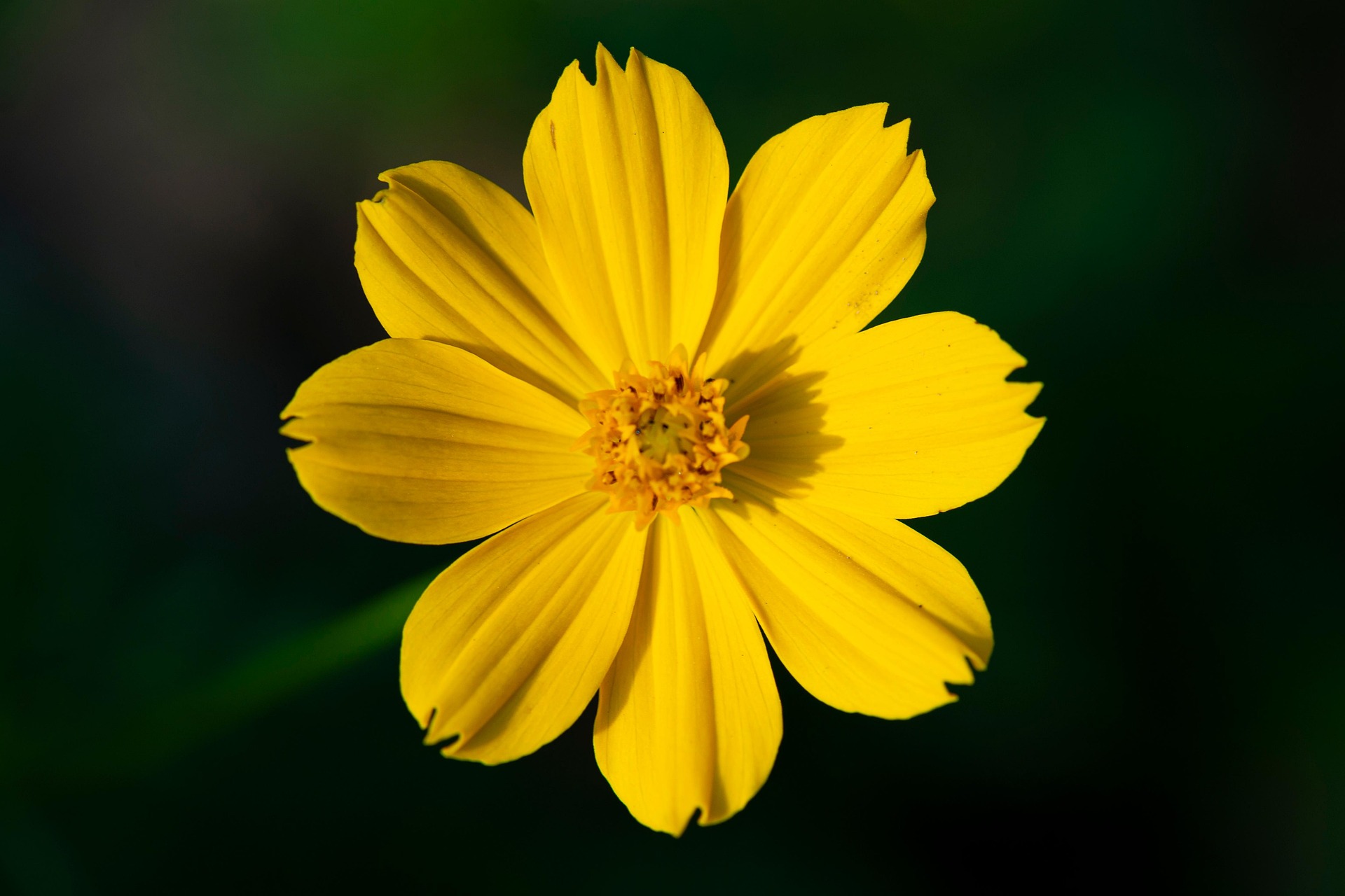 Hoa cúc, daisy, chrysanthemum, hoa, màu vàng, hoa nở, thực vật, yellow,flower, yellow, flower-TieuBaoTruong 5