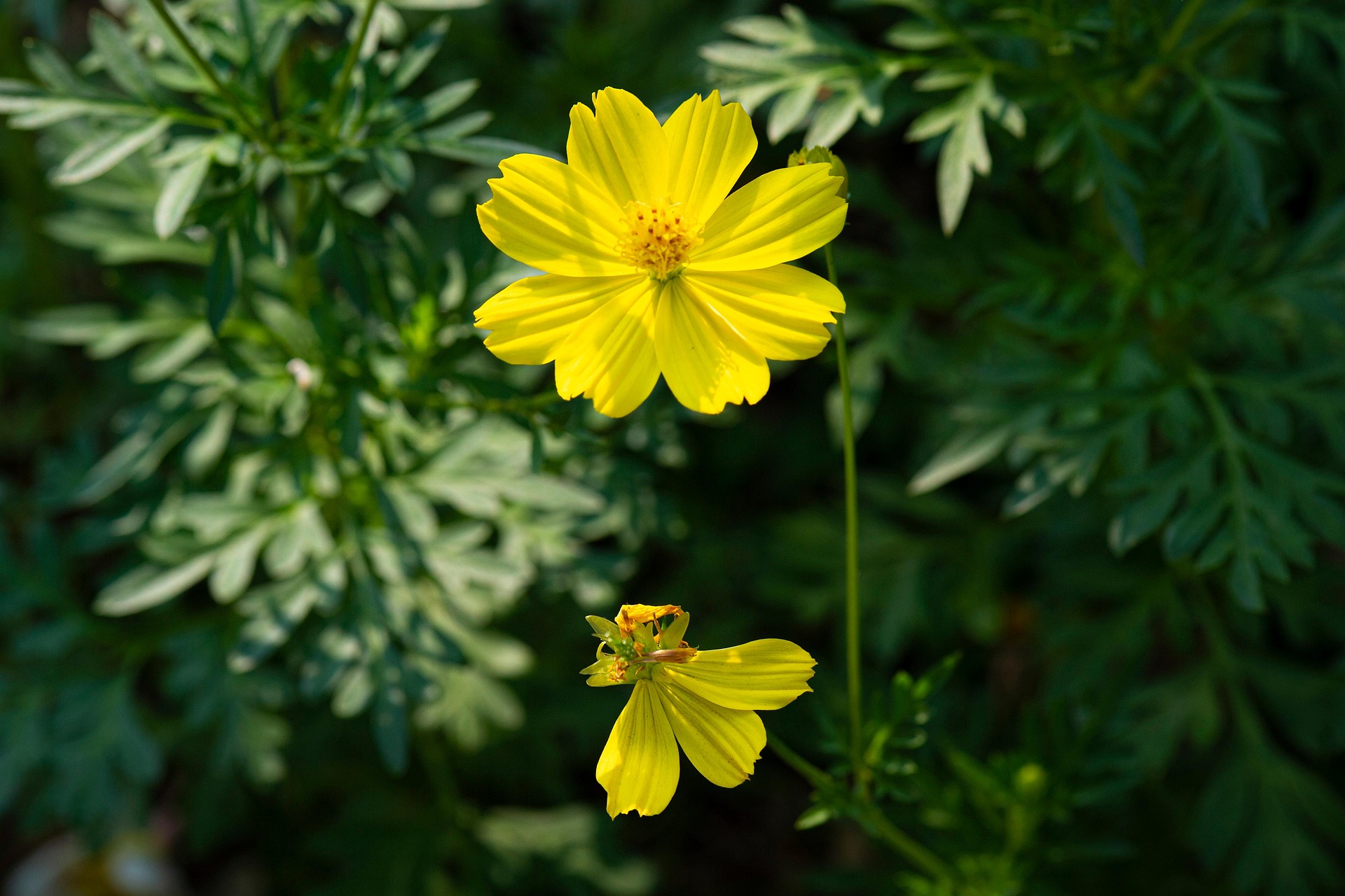 Hoa cúc, daisy, chrysanthemum, hoa, màu vàng, hoa nở, thực vật, yellow,flower, yellow, flower-TieuBaoTruong 6