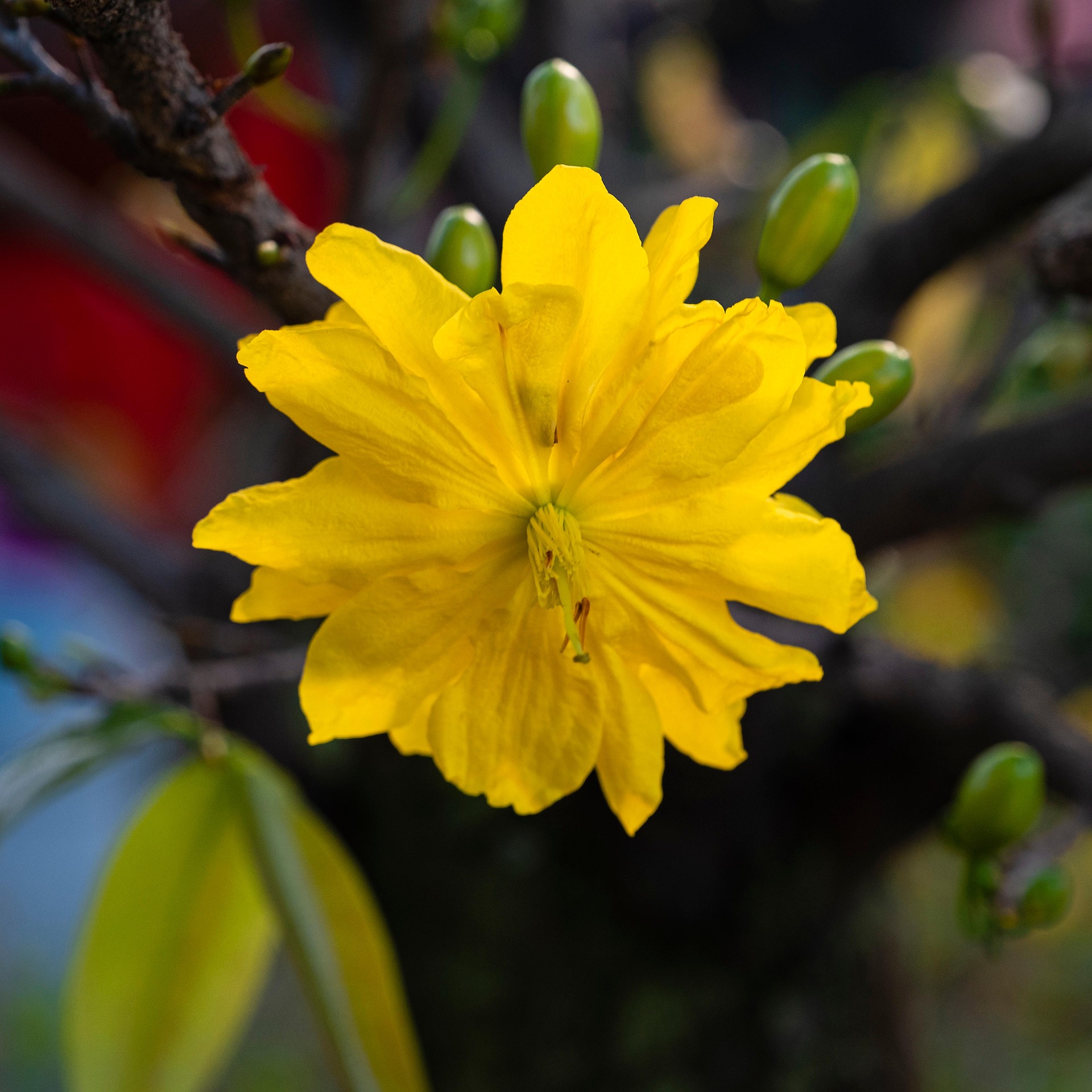 Hoa mai, apricot blossom, hoa, màu vàng, hoa nở, thực vật, yellow,flower, yellow, flower-TieuBaoTruong 5
