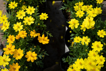 Hoa cúc, daisy, chrysanthemum, hoa, màu vàng, hoa nở, thực vật, yellow,flower, yellow, flower-TieuBaoTruong