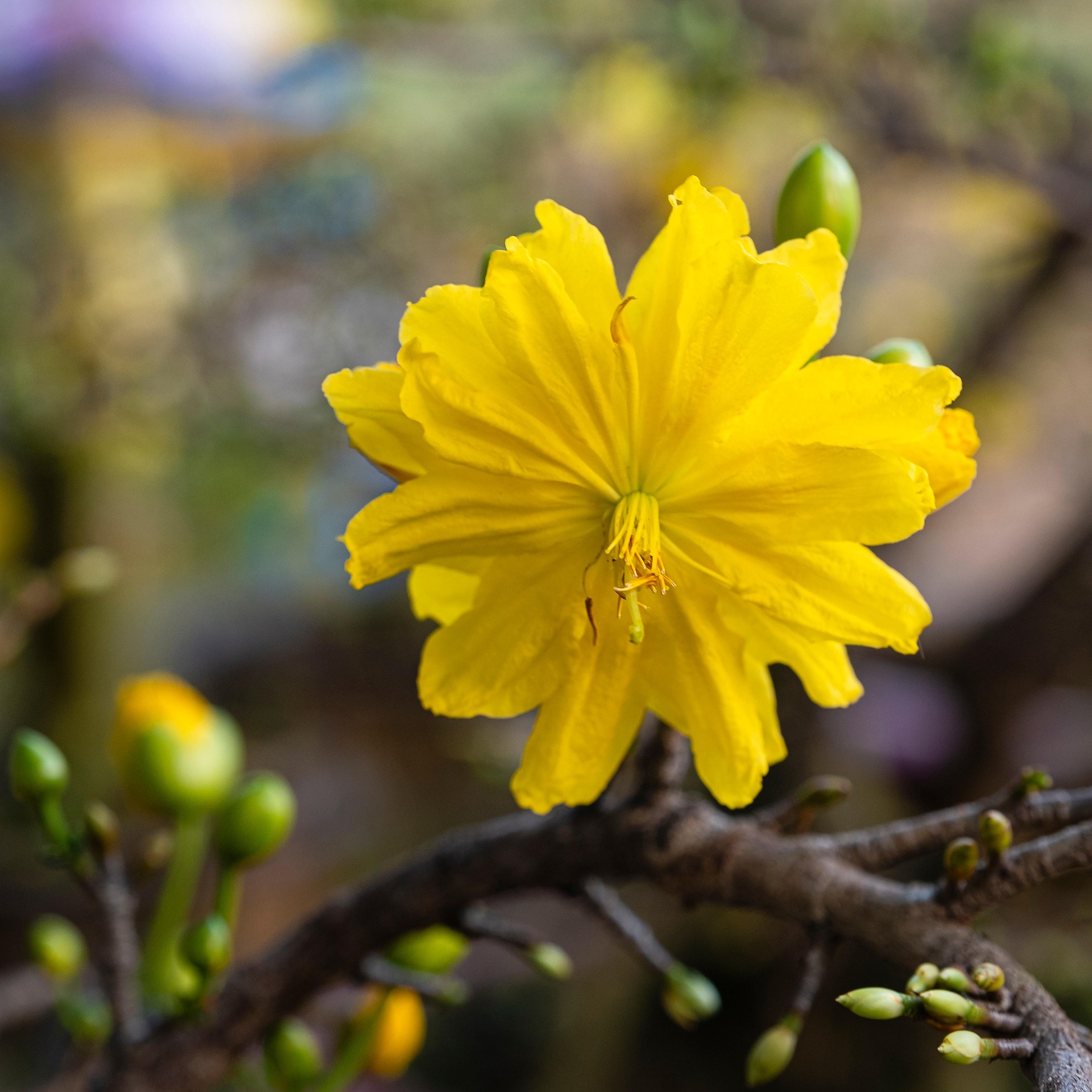 Hoa mai, apricot blossom, hoa, màu vàng, hoa nở, thực vật, yellow,flower, yellow, flower-TieuBaoTruong 8