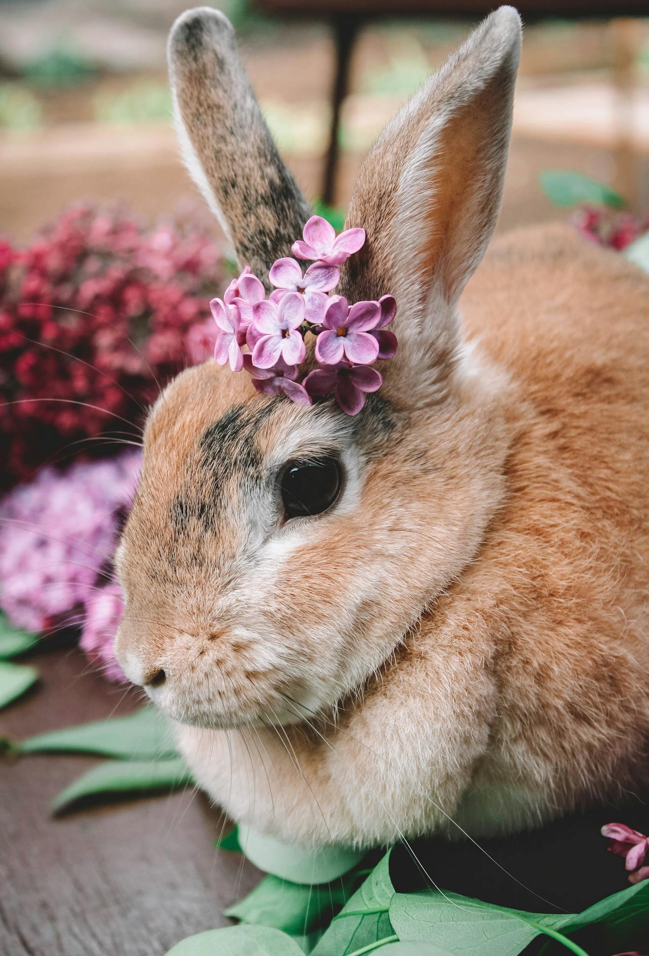 Rabbit, thỏ, grass, pet, thú-cưng, lông-mềm, bunny - Ivan Samkov 1