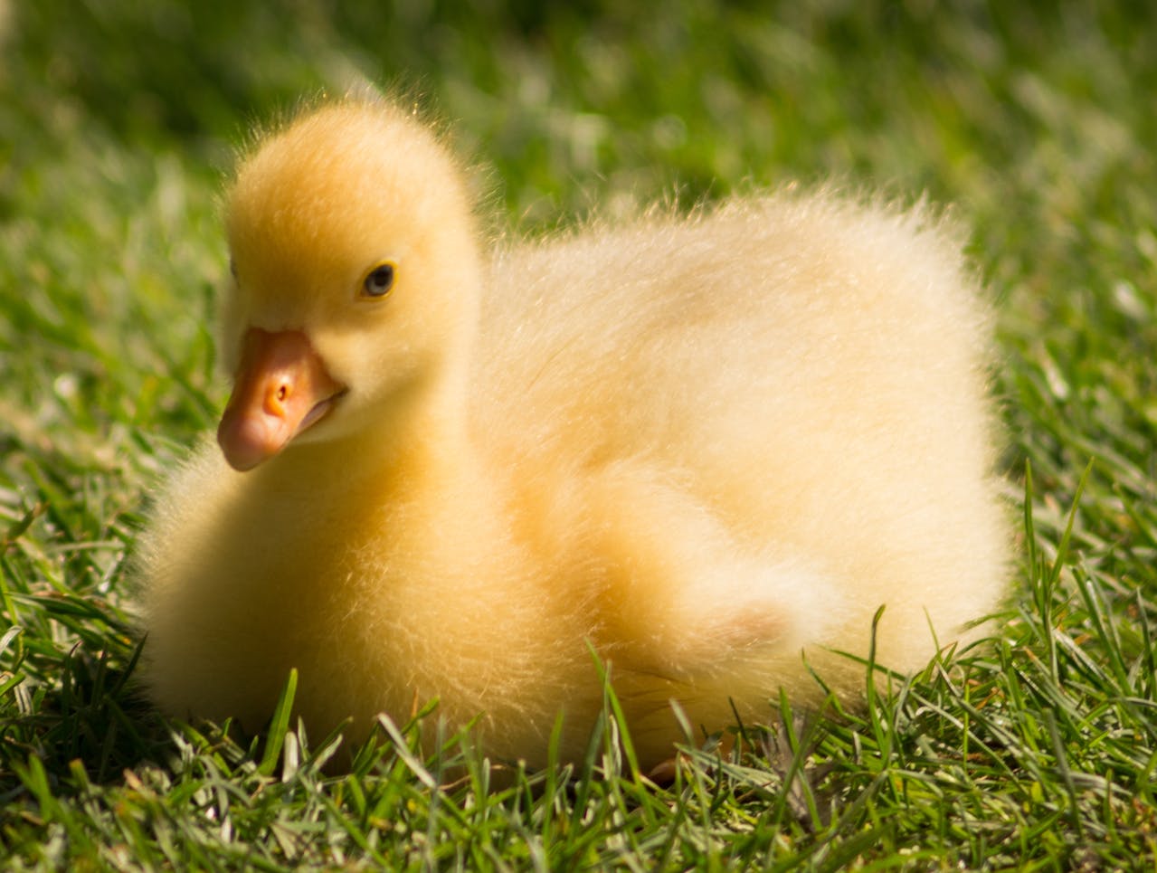 Vịt con, farm, duck, con vịt , poultry, gia cầm -ClickerHappy