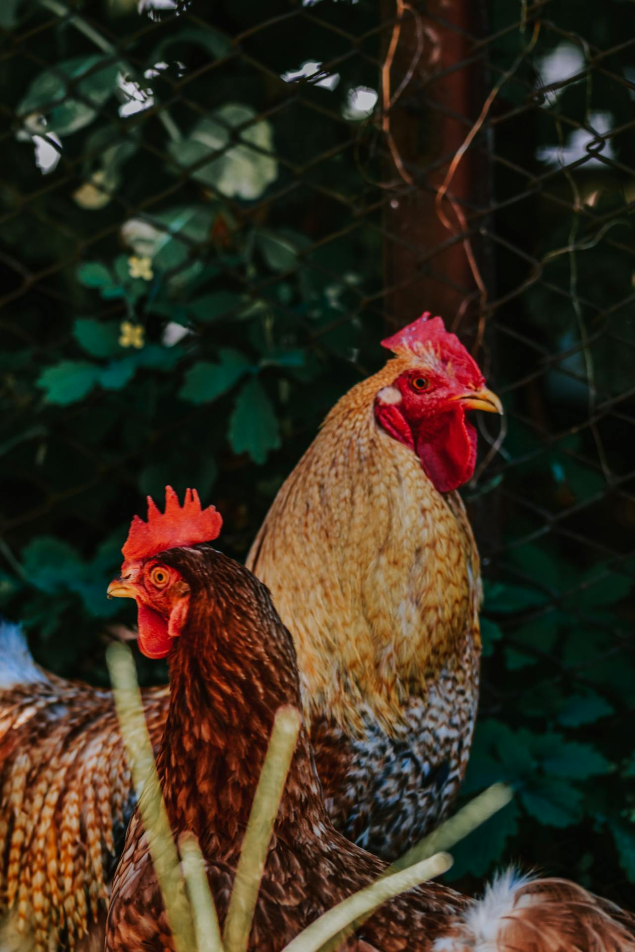 Gà trống, rooster, con gà, chicken, poultry, gia cầm -  Diana