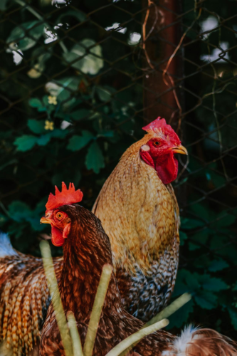 Gà trống, rooster, con gà, chicken, poultry, gia cầm -  Diana