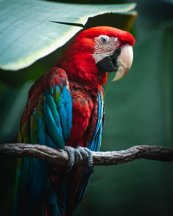 Vẹt sặc sỡ, colorful parrot, rainbow feathers, lông cầu vồng, red beak, mỏ đỏ, exotic bird, chim nhiệt đới, wildlife nature, thiên nhiên hoang dã - Garret Shields