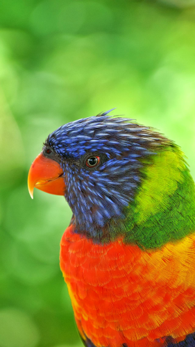 Vẹt sặc sỡ, colorful parrot, rainbow feathers, lông cầu vồng, red beak, mỏ đỏ, exotic bird, chim nhiệt đới, wildlife nature, thiên nhiên hoang dã -  Idriss Chaïr