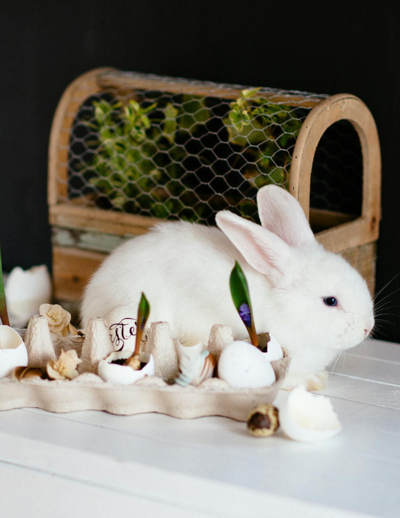 Rabbit, thỏ, grass, pet, thú-cưng, lông-mềm, bunny - Ivan Samkov