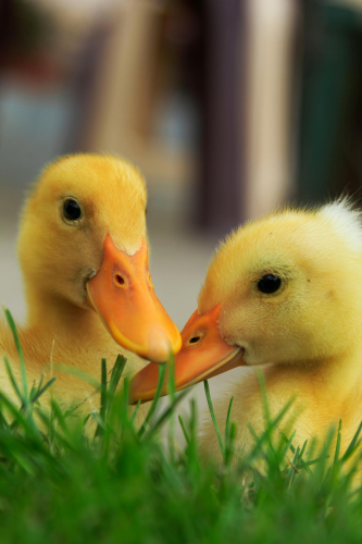 Vịt con, farm, duck, con vịt , poultry, gia cầm - Vanja Lazic 1