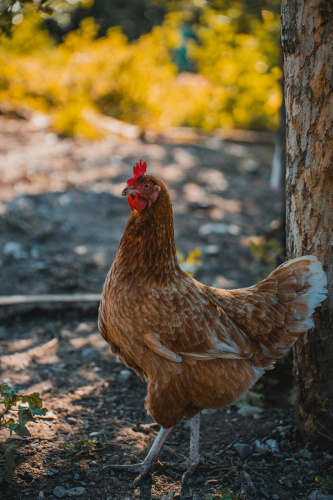 Gà trống, rooster, con gà, chicken, poultry, gia cầm - MUHAMMED TARIK KAHRAMAN