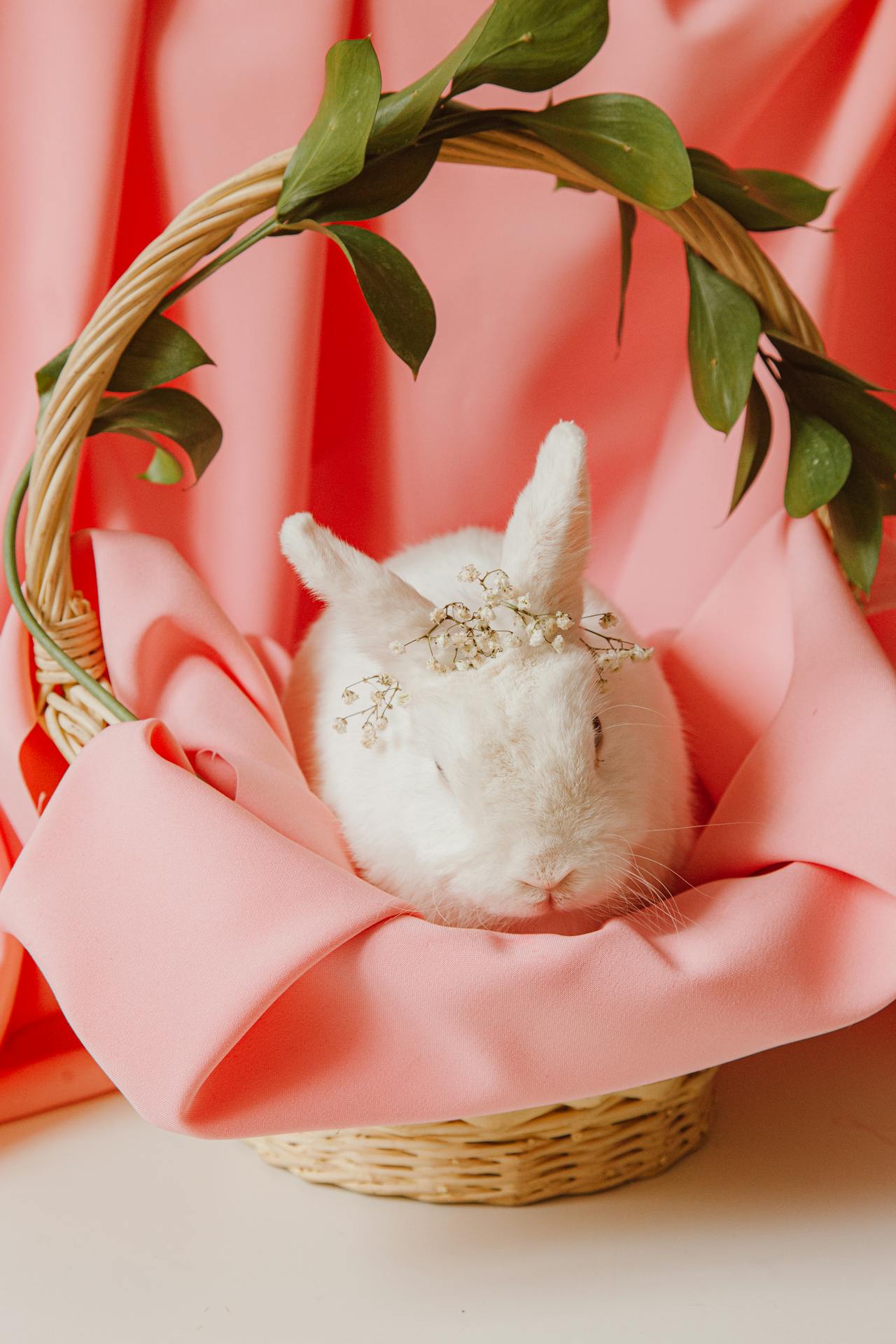 Rabbit, thỏ, grass, pet, thú-cưng, lông-mềm, bunny - ROMAN ODINTSOV 4