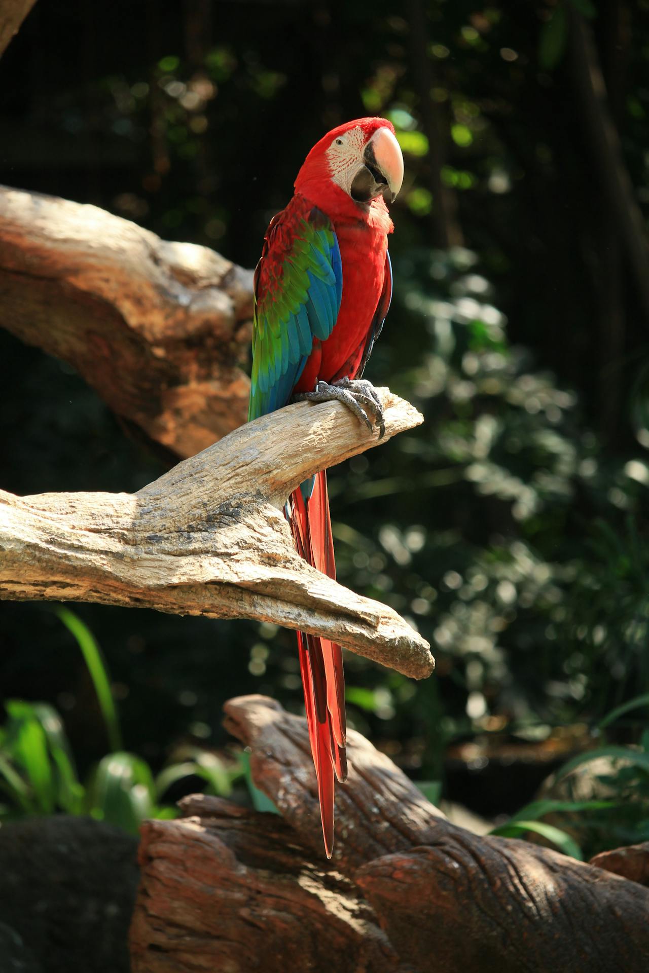 Vẹt sặc sỡ, colorful parrot, rainbow feathers, lông cầu vồng, red beak, mỏ đỏ, exotic bird, chim nhiệt đới, wildlife nature, thiên nhiên hoang dã - Juan Samuel 1