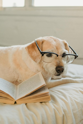 dôg, con chó, đọc sách, readbook, pet, thú cưng -Samson Katt