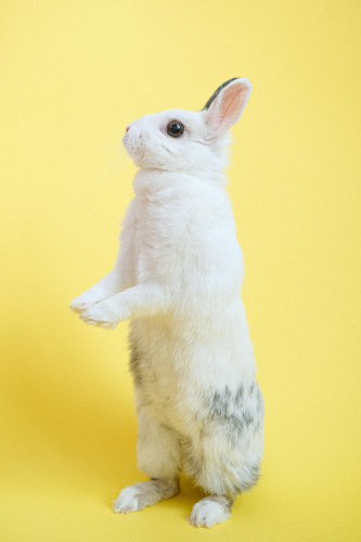 Rabbit, thỏ, grass, pet, thú-cưng, lông-mềm, bunny - Anna Shvets 5