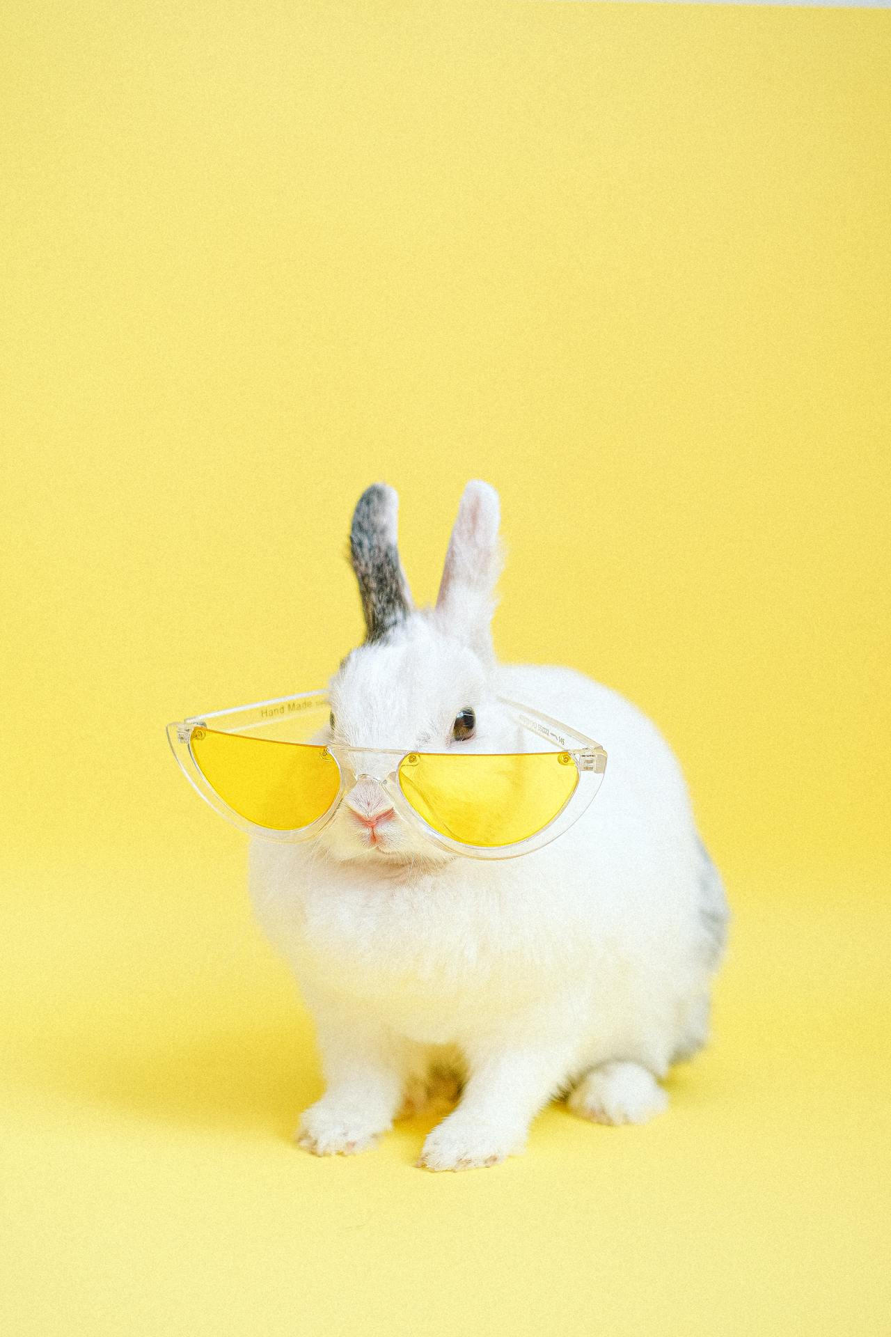 Rabbit, thỏ, grass, pet, thú-cưng, lông-mềm, bunny - Anna Shvets
